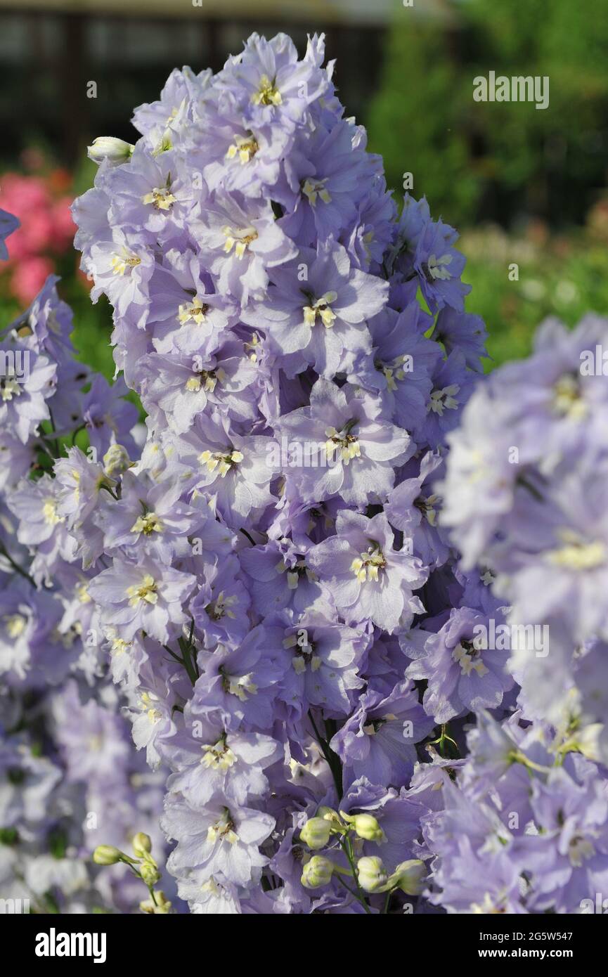 Viola larkspur (Delphinium) Lilac Ladies fiorisce in un giardino nel mese di luglio Foto Stock