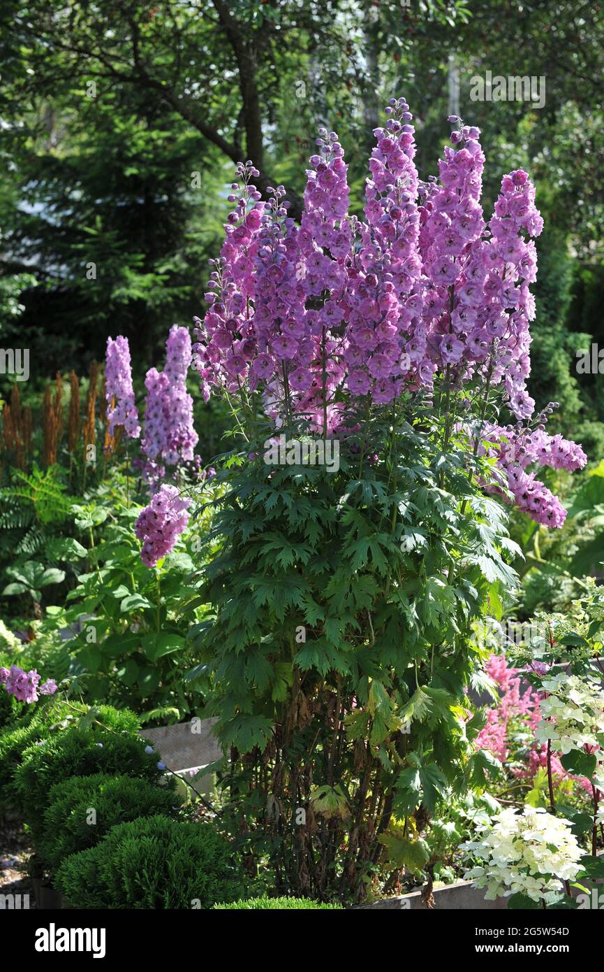 Rosa larkspur (Delphinium) fiorisce in un giardino nel mese di luglio Foto Stock