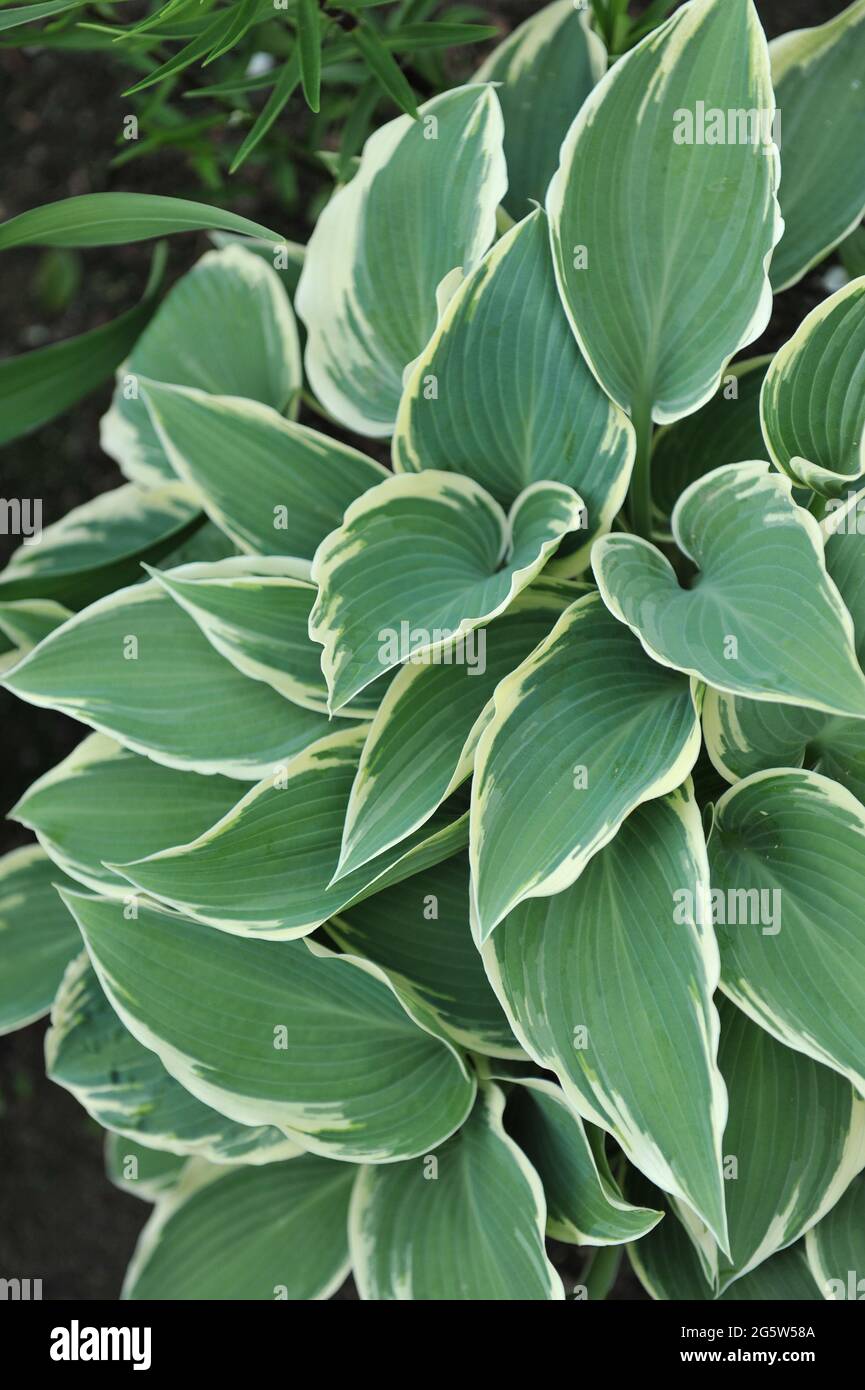 Hosta El Nino variegato con margine bianco cresce in un giardino a maggio Foto Stock