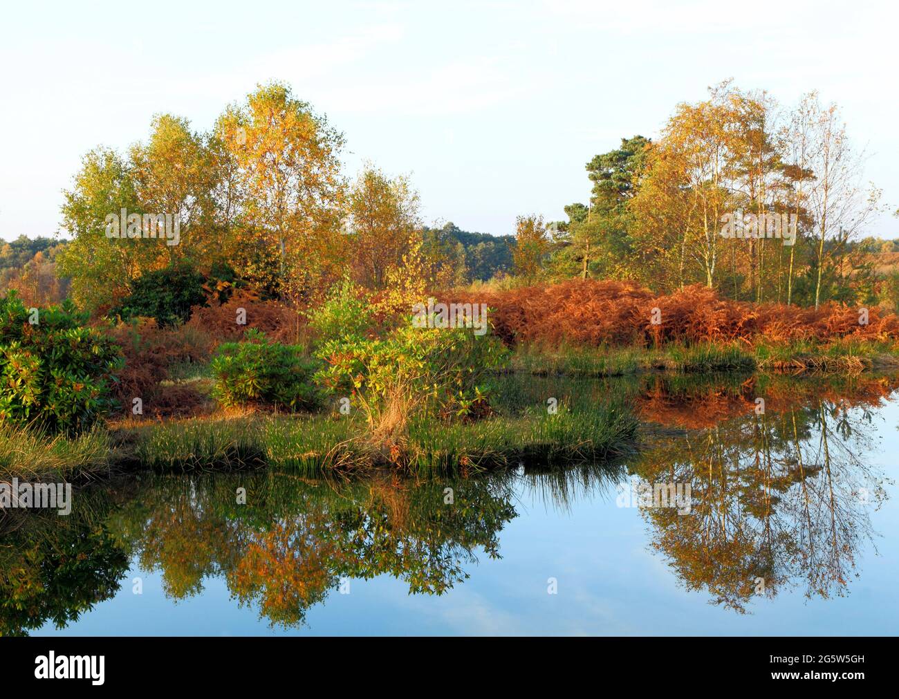 Dersingham Bog, Norfolk, sito naturale dell'Inghilterra, sito naturale inglese, autunno Foto Stock