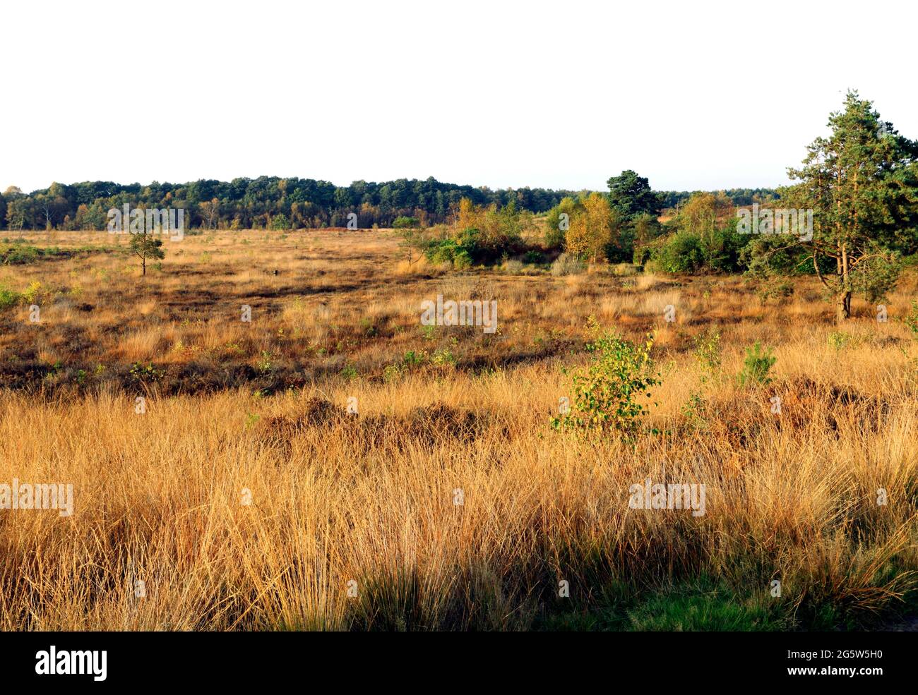 Dersingham Bog, Norfolk, sito naturale dell'Inghilterra, sito naturale inglese, autunno Foto Stock