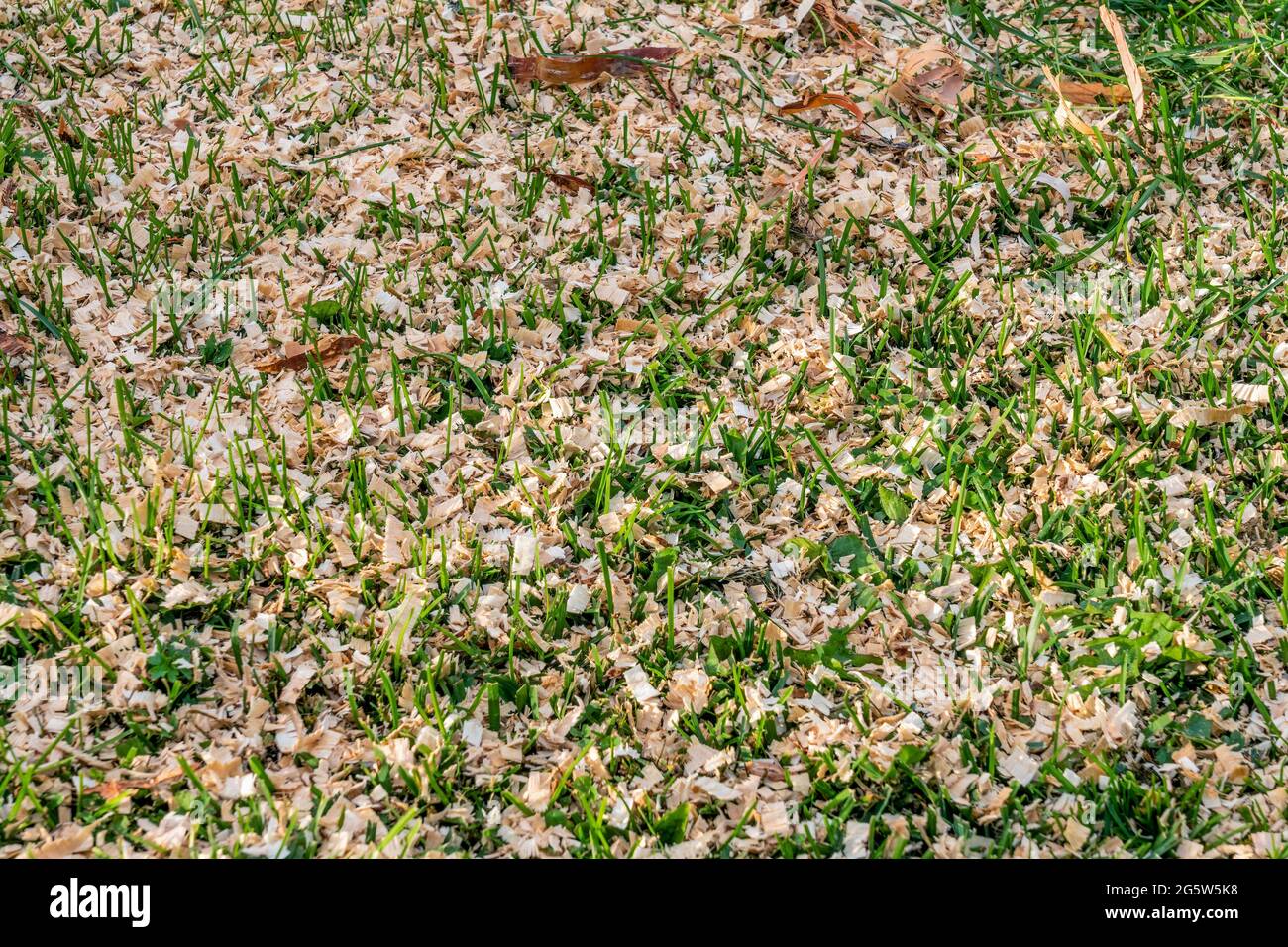 Erba verde spruzzata con trucioli di sega freschi Foto Stock