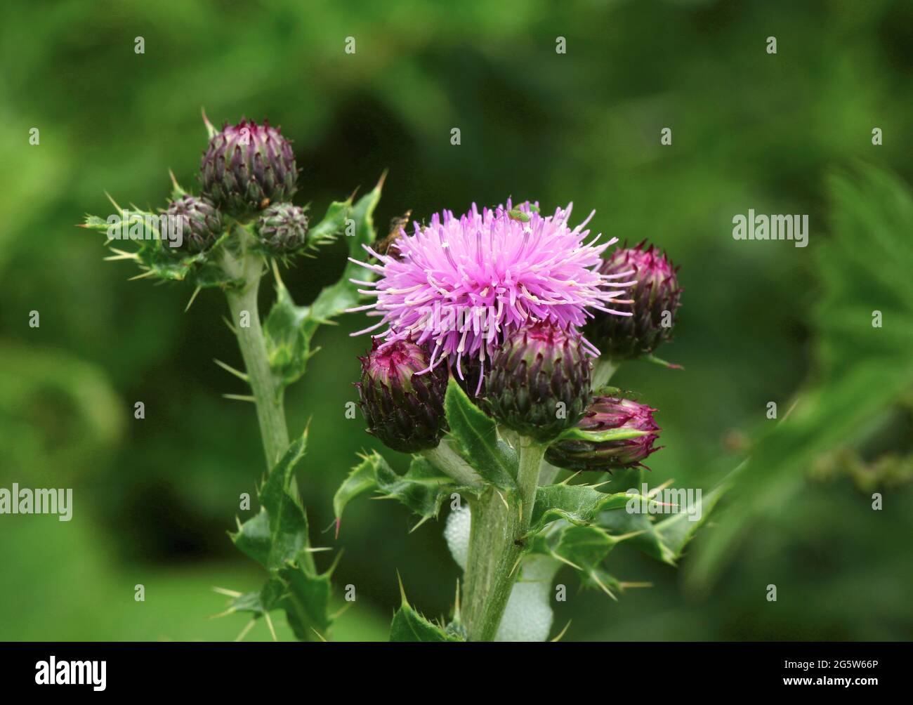 Un'immagine di un fiore rosa di Thistle in UN prato Foto Stock