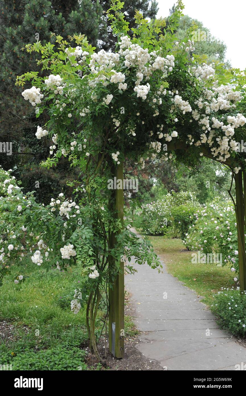White climbing Hybrid Multiflora Rose (Rosa) Gruss uno Zabern fiorisce su un pergolato in legno in un giardino nel mese di giugno Foto Stock