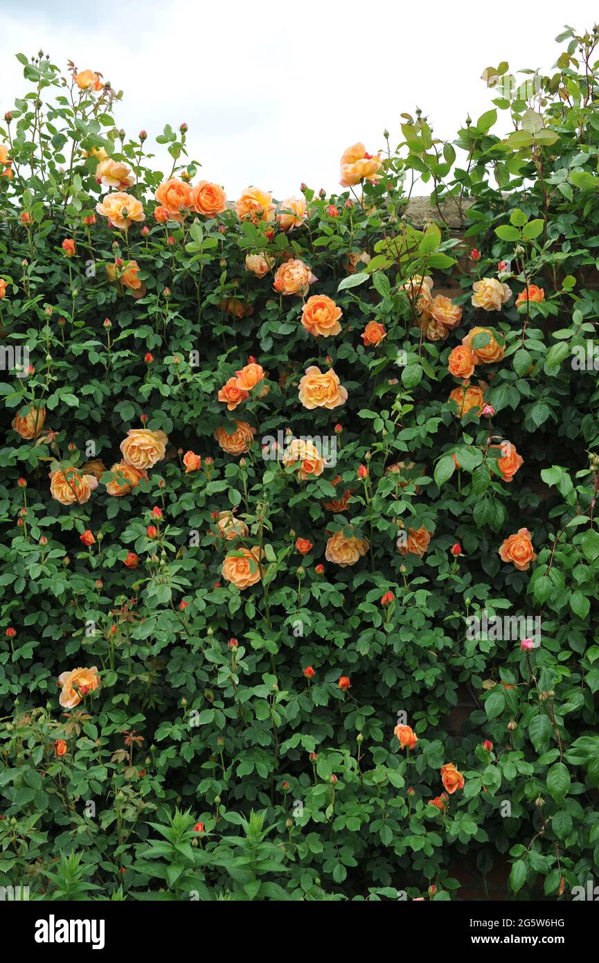Arrampicata arancione arbusto rosa (Rosa) Signora di Shalott Cl fiorisce in un giardino nel mese di giugno Foto Stock
