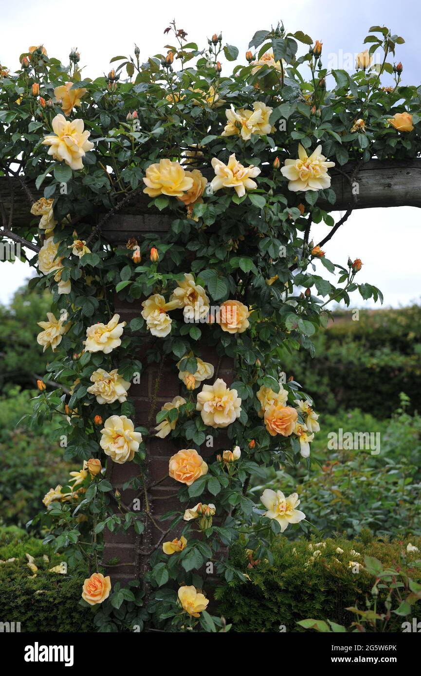 Rosa rampicante giallo-arancio (Rosa) il maigold fiorisce in un giardino  nel mese di maggio Foto stock - Alamy