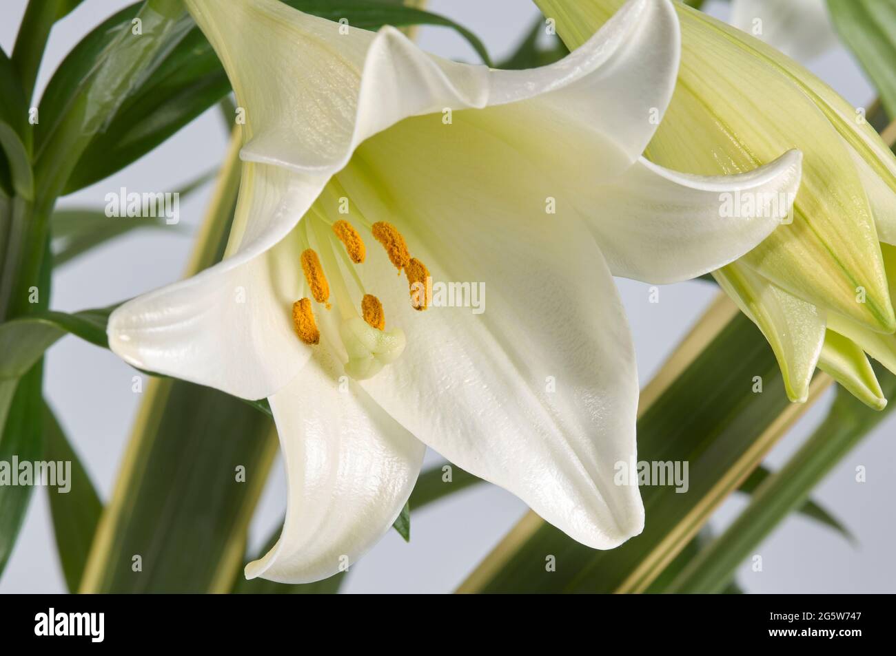 Primo piano immagine di Lilies Longiflorum bianco puro con foglie di Pandano Foto Stock