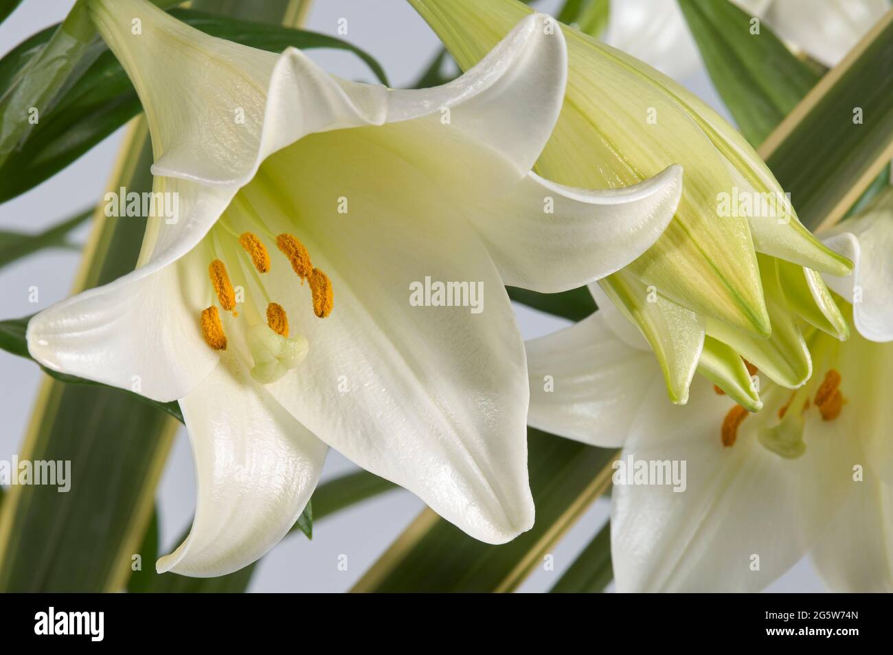 Primo piano immagine di Lilies Longiflorum bianco puro con foglie di Pandano Foto Stock