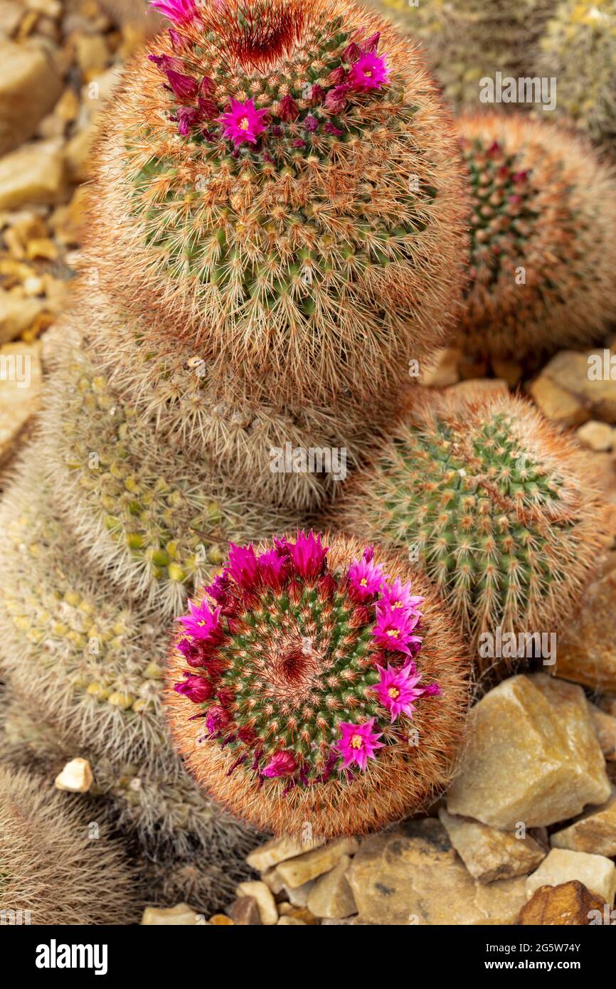 Spinosissima di mammillaria, cactus di pincushion spinoso in fiore, ritratto naturale di pianta Foto Stock