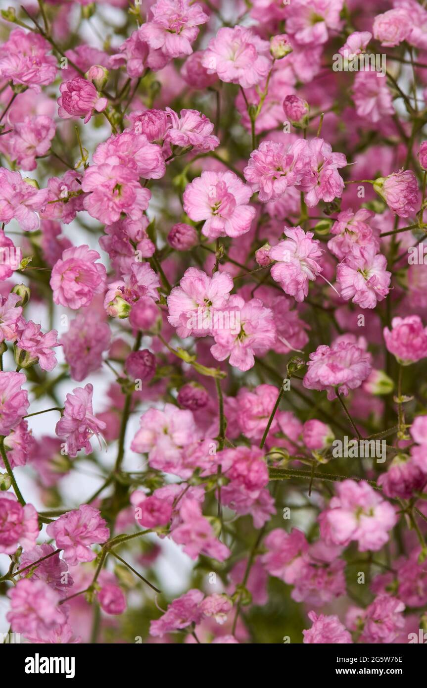 Primo piano della gypsofila rosa profonda conosciuta come il respiro del bambino rosa. Foto Stock