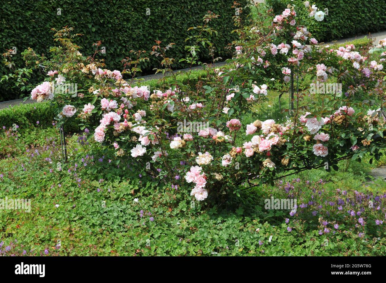 Rosa arrampicata Hybrid Wichurana rosa (rosa) Paul Noel fiorisce in un giardino nel mese di giugno Foto Stock