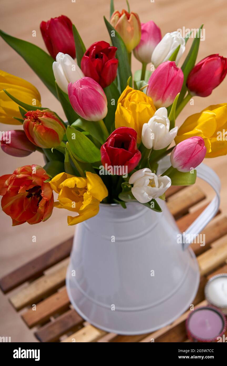 Variopinto assortimento di venti tulipani o Tulipa di Amsterdam in un vaso in metallo bianco su un piccolo tavolino in un ambiente domestico Foto Stock