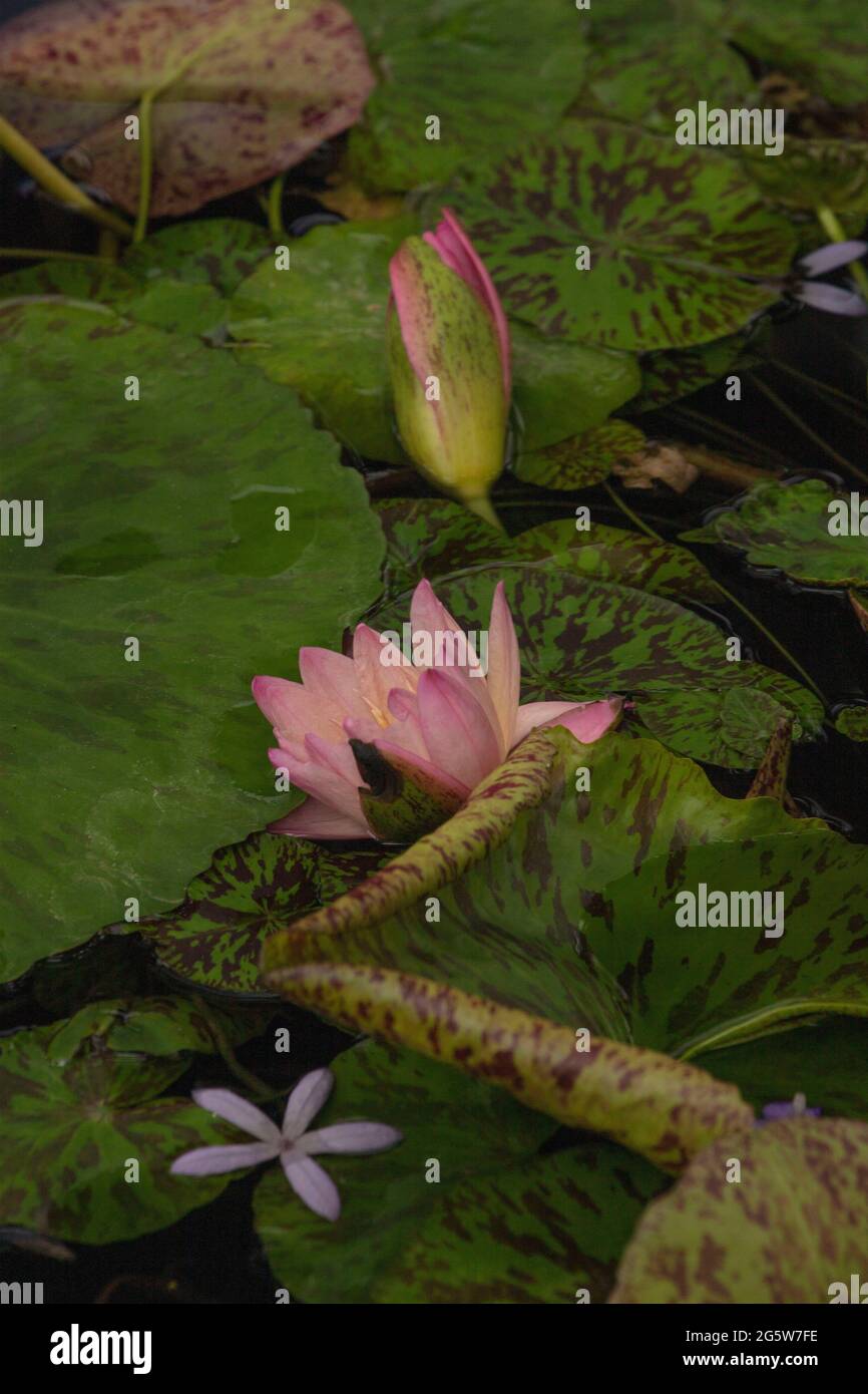Nymphaea Manassas fiorisce con uno sfondo di proprie pastiglie Foto Stock