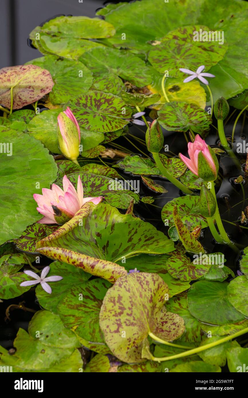 Nymphaea Manassas fiorisce con uno sfondo di proprie pastiglie Foto Stock