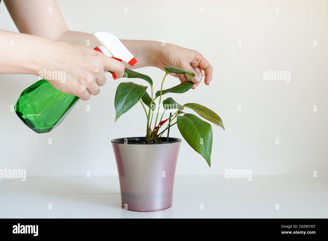 Mani di donna che spruzzano le foglie di pianta verde con acqua. Prendersi cura di piante domestiche indoor Foto Stock
