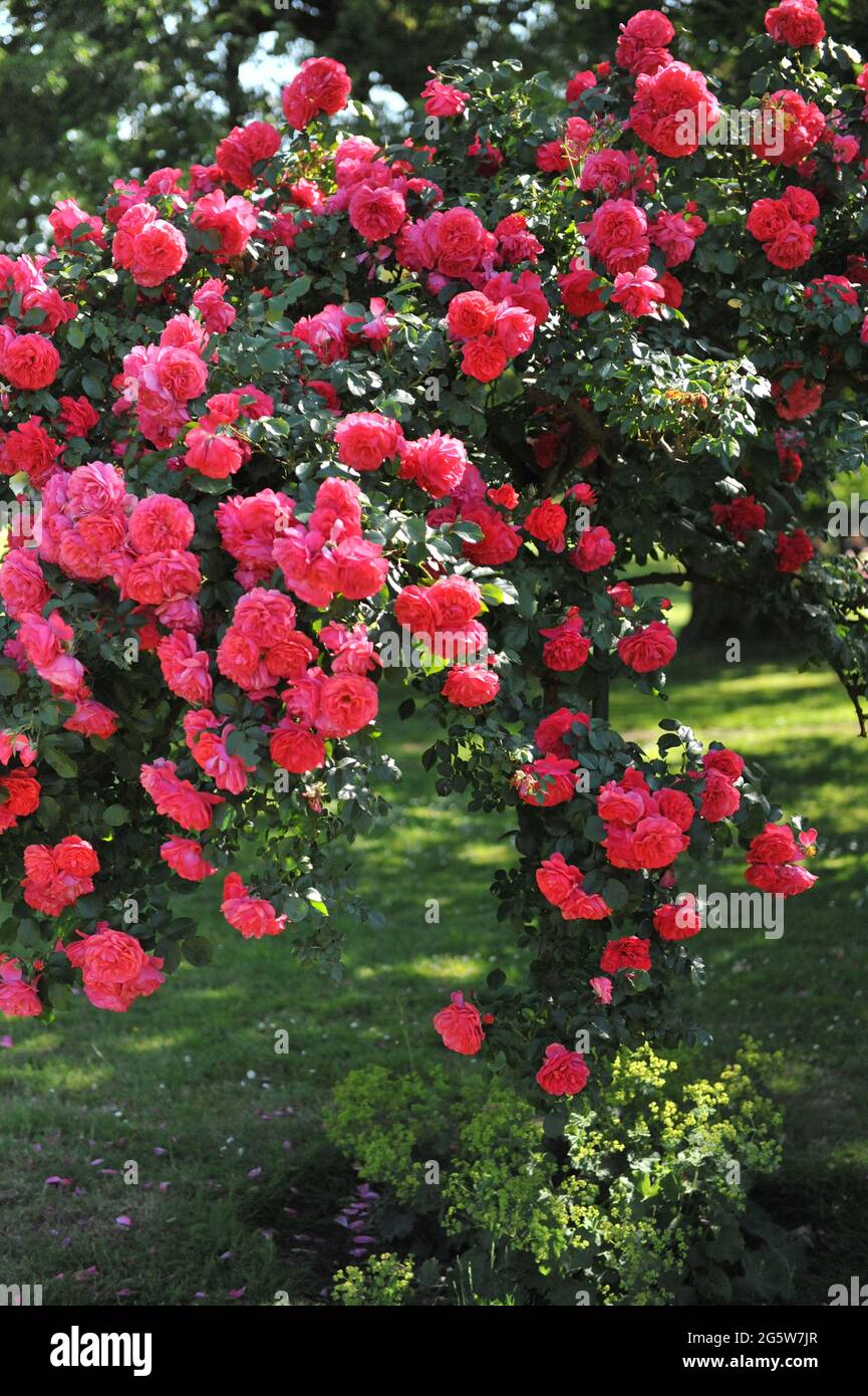 Rosa standard grande-fiorito climber rosa (Rosa) Rosarium Uetersen fiorisce in un giardino nel mese di giugno Foto Stock