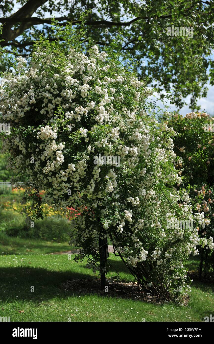 White climbing Hybrid Multiflora Rose (Rosa) Thalia fiorisce in un giardino nel mese di giugno Foto Stock