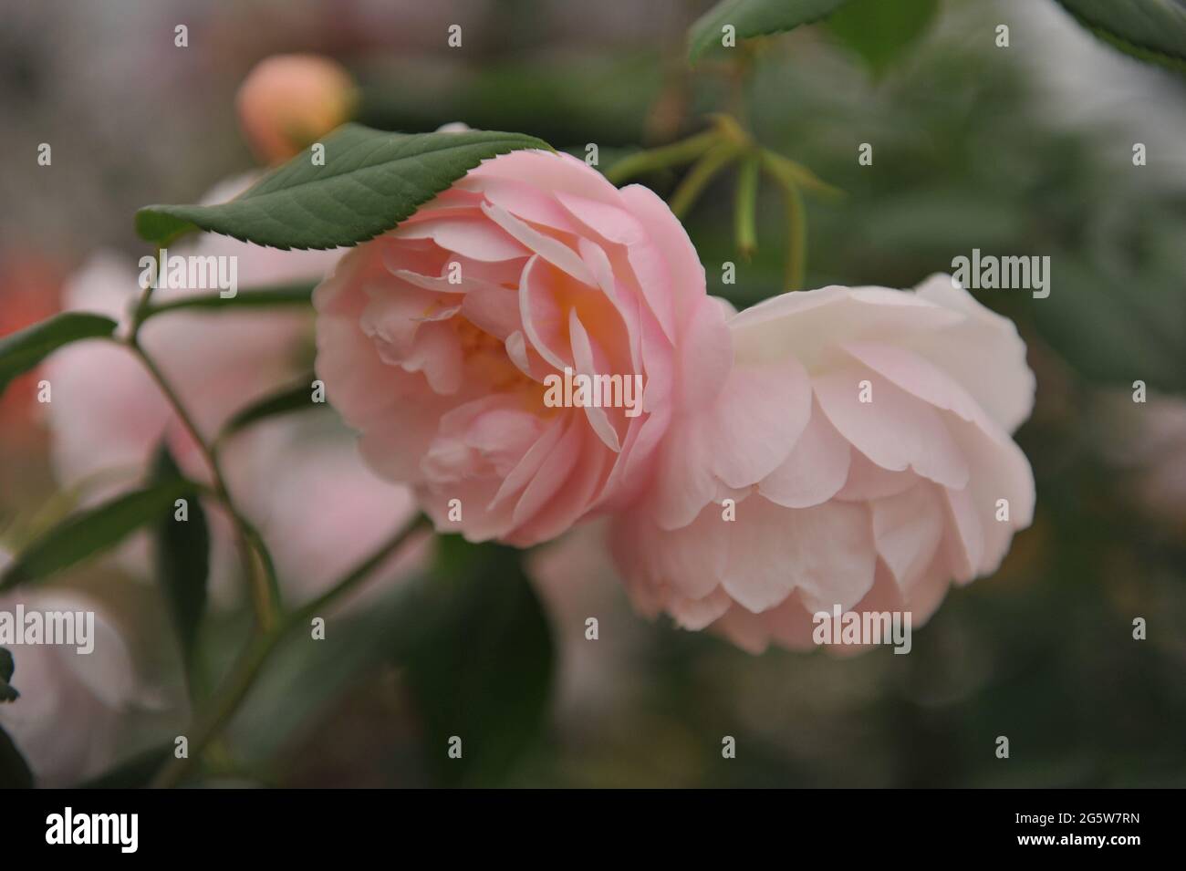 Rosa Rambla rosa albicocca (Rosa) la Signora del Lago fiorisce in una mostra nel mese di maggio Foto Stock