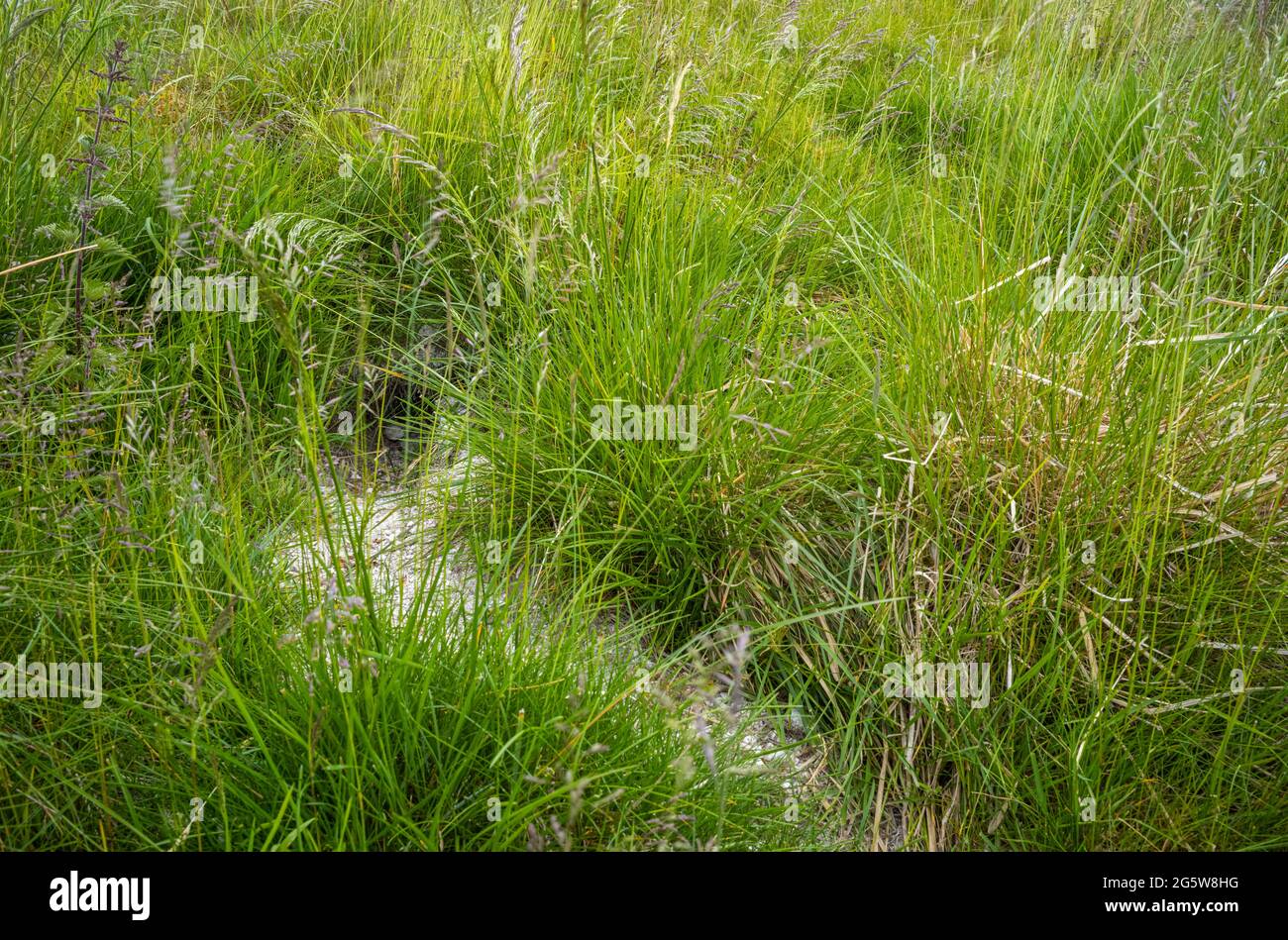 Un buco nel terreno, High Eskeleth, Arkengarthdale, Yorkshire Dales, Regno Unito Foto Stock