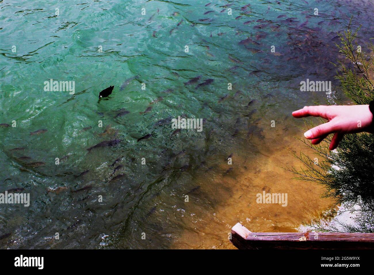 anatra in acqua e pesce sott'acqua una mano che li alimenta Foto Stock