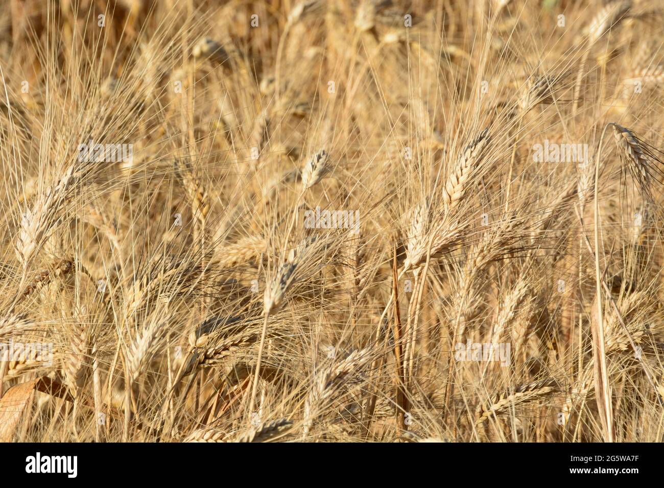 Dettagli delle orecchie di grano al tramonto Foto Stock