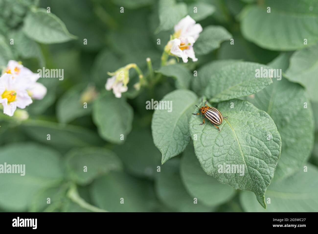 La peste del coleottero di patate del Colorado sulla foglia di patate Foto Stock