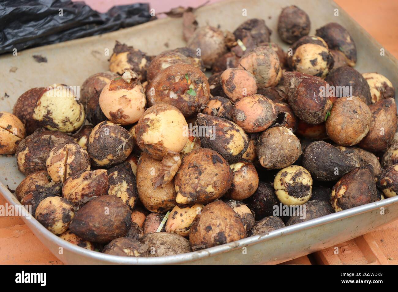 Gruppo di semi di avocado conservati in teglia metallica. Semi di frutta del burro pronti per piantare tenuti in cestino Foto Stock