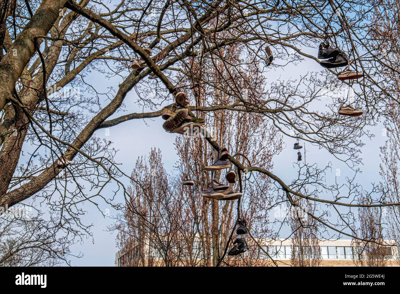 Scarpe e scarpe sospese in albero a Mitte, Berlino Foto Stock