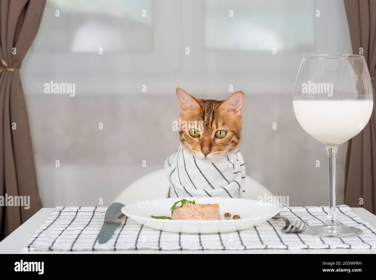 Gatto domestico con panino servito con cibo umido e un bicchiere di latte in camera Foto Stock