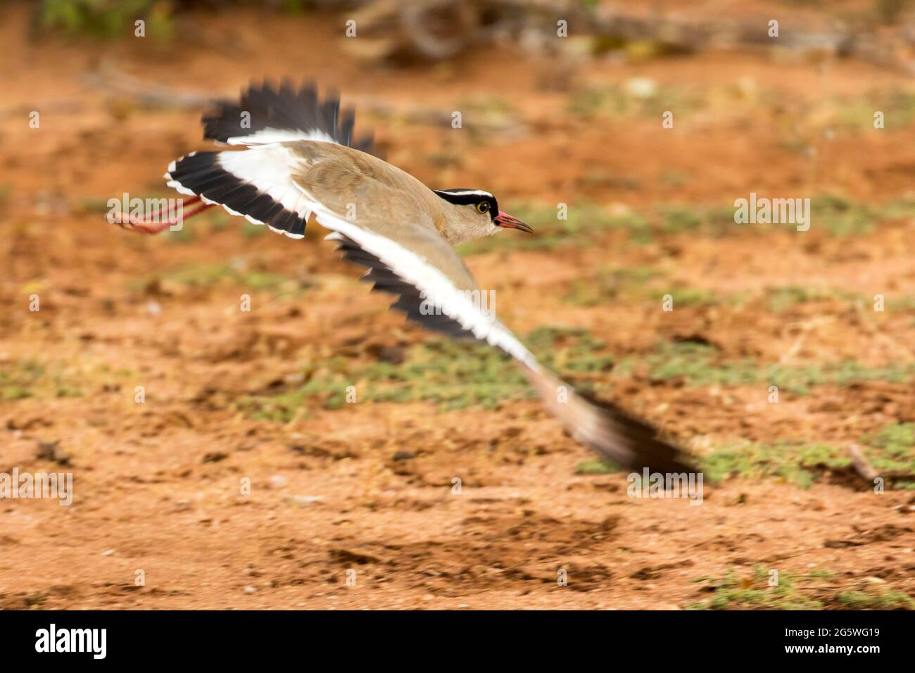 Crowned Plover in volo nel Parco nazionale di Tsavo, Kenya Foto Stock