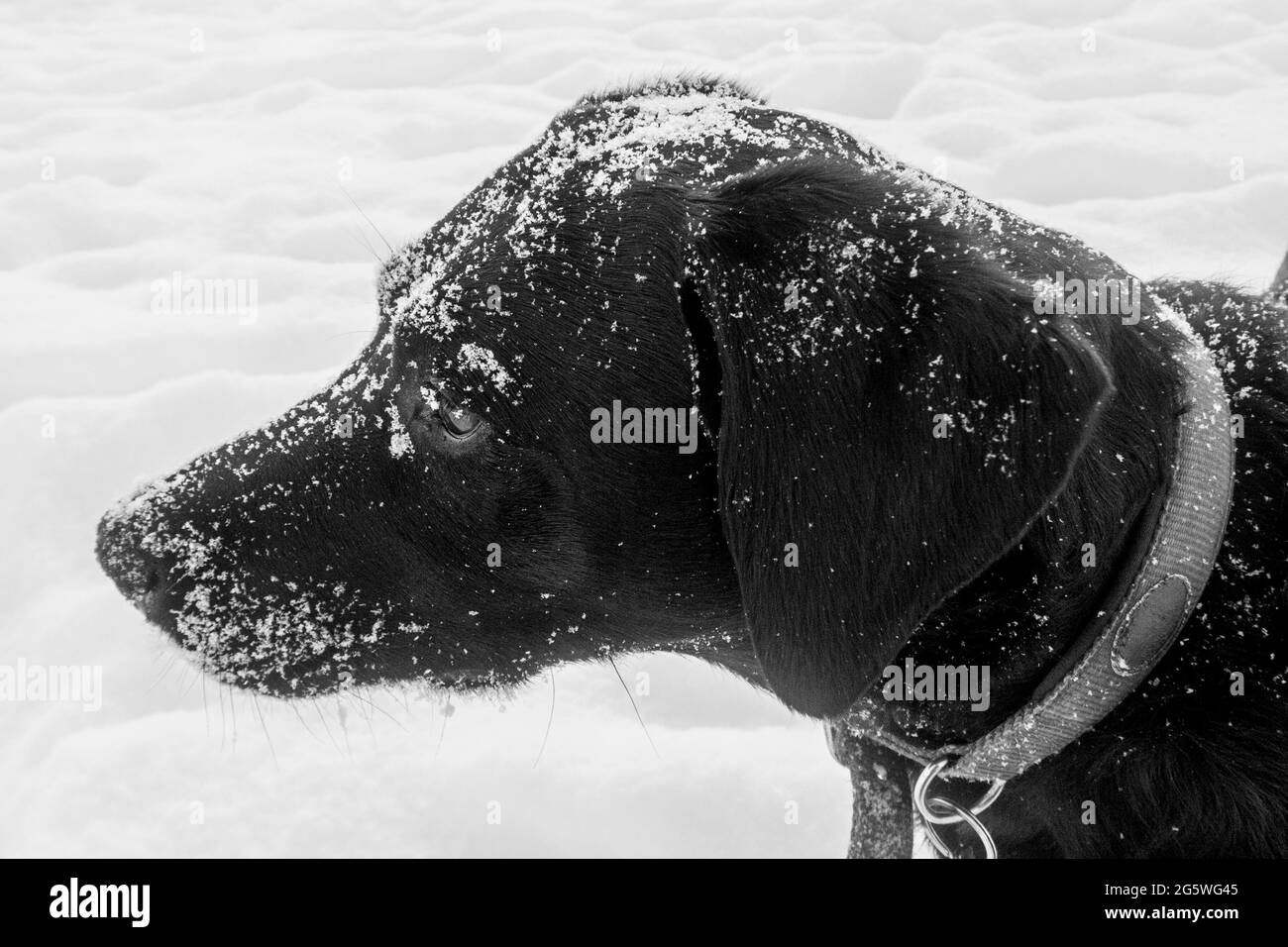 Chiudere l'immagine in bianco e nero di un nero labrador coveed nella neve Foto Stock