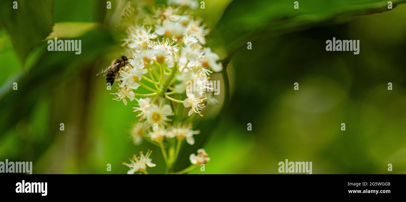 Miele ape su fiore di Laurel, Estate, ape, impollinatore, raccolta nettare e polline, Apis mellifera Foto Stock