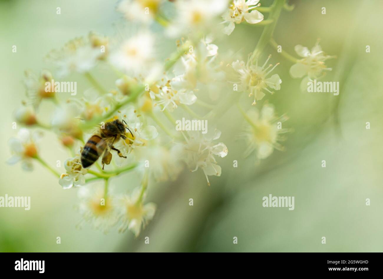 Miele ape su fiore di Laurel, Estate, ape, impollinatore, raccolta nettare e polline, Apis mellifera Foto Stock