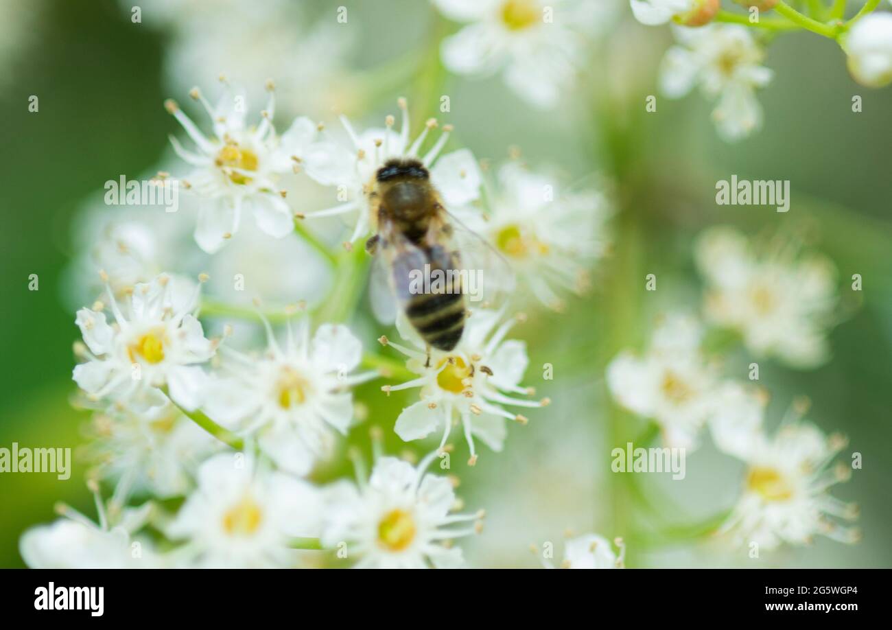 Miele ape su fiore di Laurel, estate, ape, pollinatore, raccolta nettare e polline Foto Stock