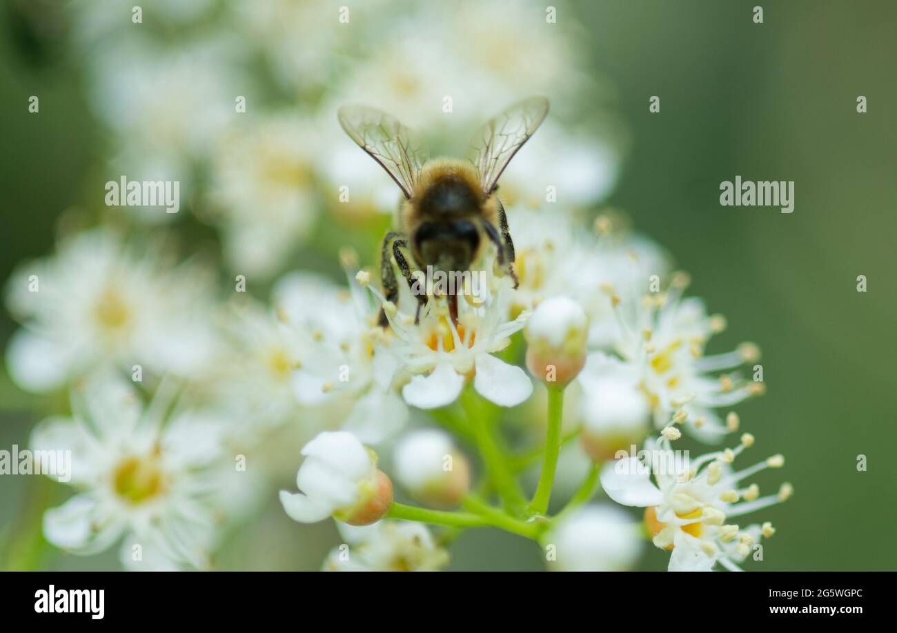 Miele ape su fiore di Laurel, Estate, ape, pollinatore, raccolta nettare e polline, ape utilizzando proboscis, ape utilizzando la lingua per raccogliere nettare Foto Stock