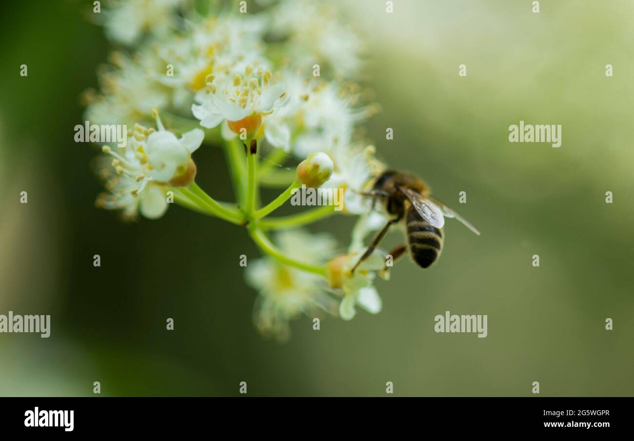 Alimentazione delle api sul nettare sull'albero dell'alloro, ape sull'alimentazione dei fiori bianchi, alimentazione delle api sul nettare, ape del miele, giardino Foto Stock
