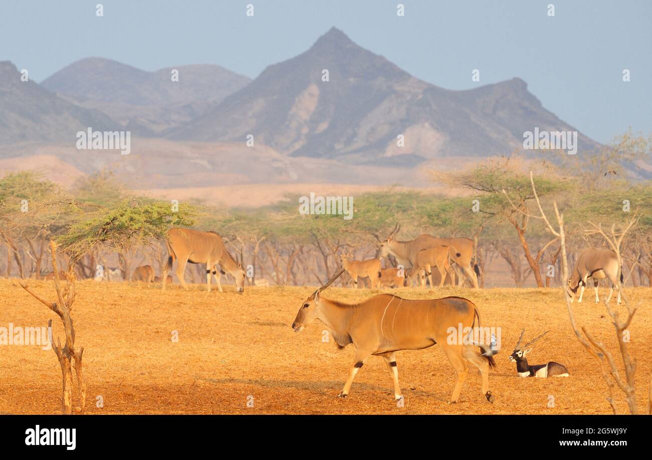 EMIRATI ARABI UNITI. ABU DHABI. LA PICCOLA ISOLA DI SIR BANI YAS, SITUATA NEL GOLFO PERSICO, È ORA UN SANTUARIO PER LA FAUNA SELVATICA DEL DESERTO COME ORYX, G. Foto Stock
