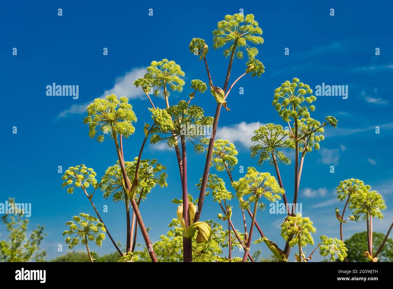 Angelica kvan pianta in piena fioritura Foto Stock