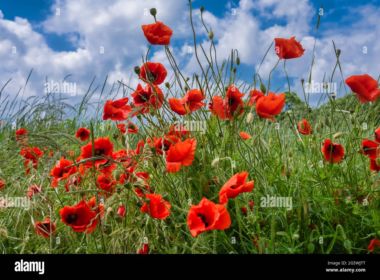 Papaveri vibranti e selvaggi rossi in un campo Foto Stock