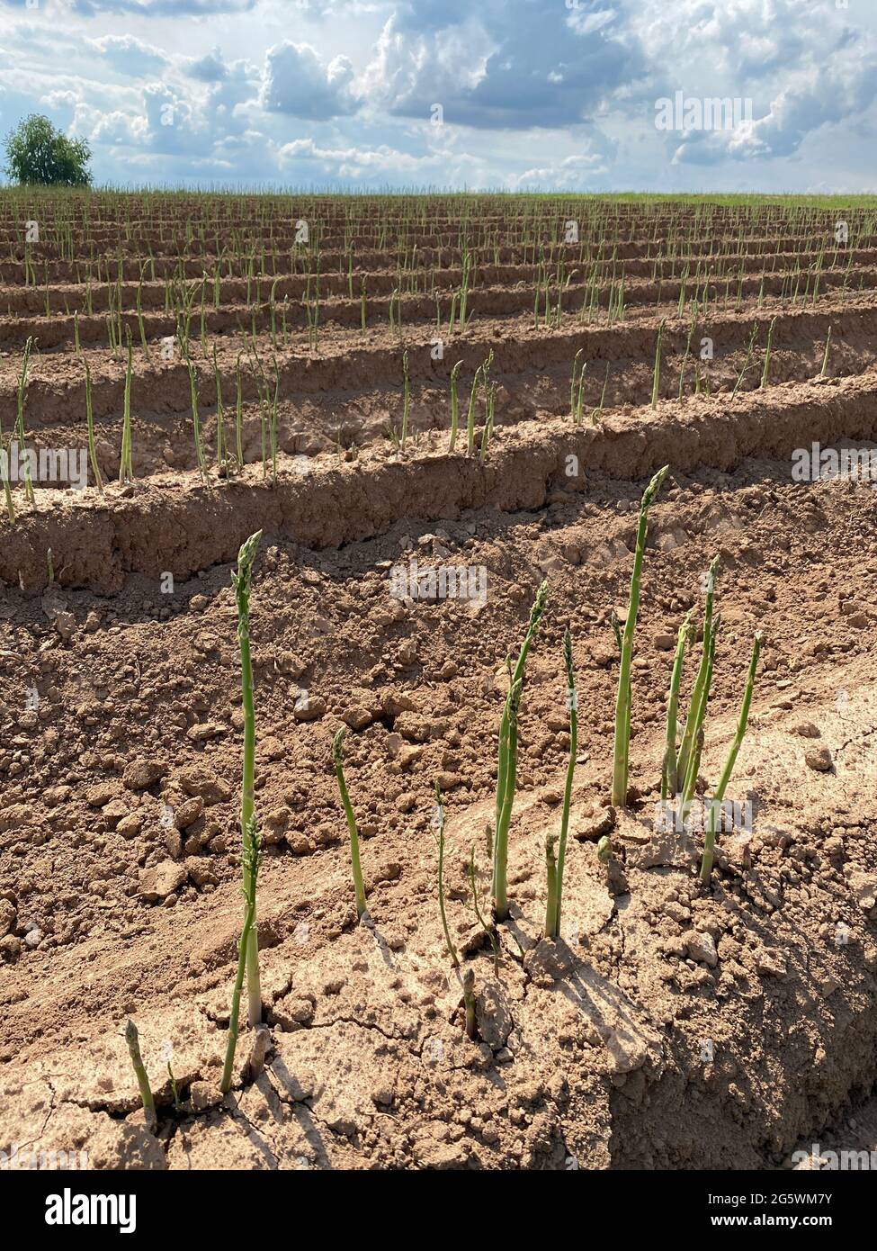 Asparagi verdi freschi che crescono sul campo. Foto Stock