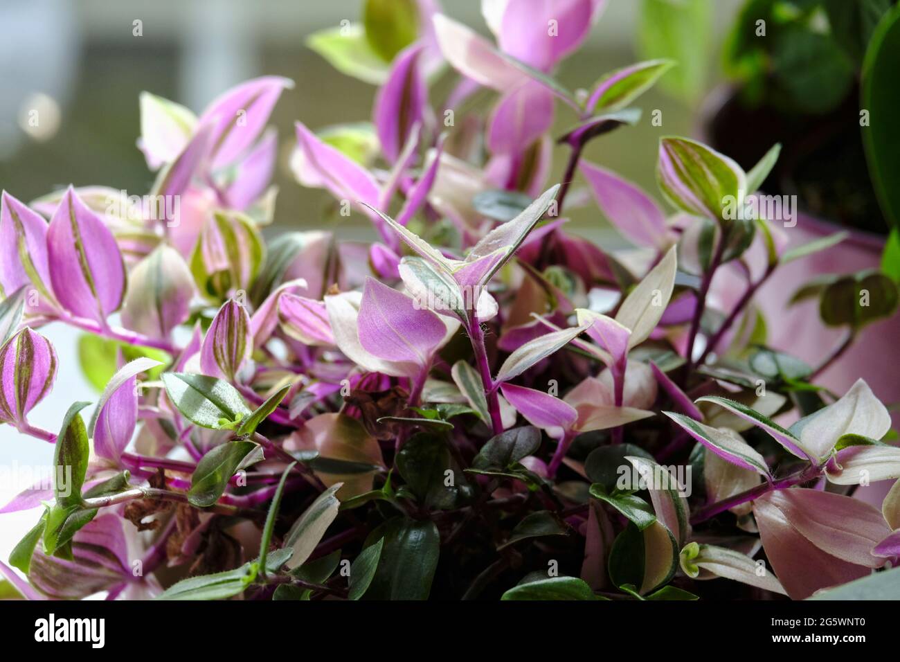 Vista ravvicinata di una pianta di pollice (Tradescantia zebrina) Foto Stock