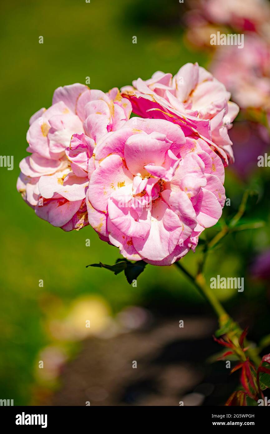 Ricco, fiore baby-rosa Hybrid Tea Wise Donna rosa con una fragranza morbida e lucido, verde medio fogliame Foto Stock