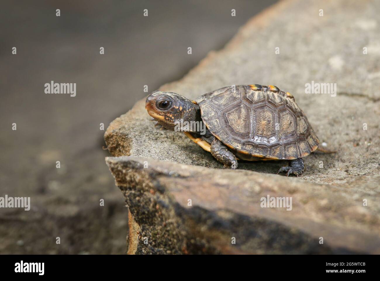 Piccola tartaruga boschiva (Terrapene carolina) che strisciano su una roccia Foto Stock