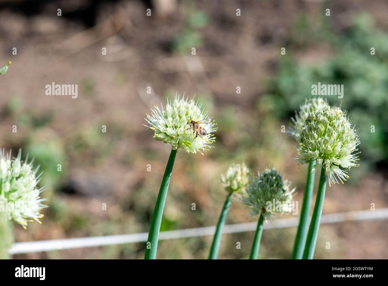 La cipolla di Dagestan fiorisce magnificamente nel paese Foto Stock
