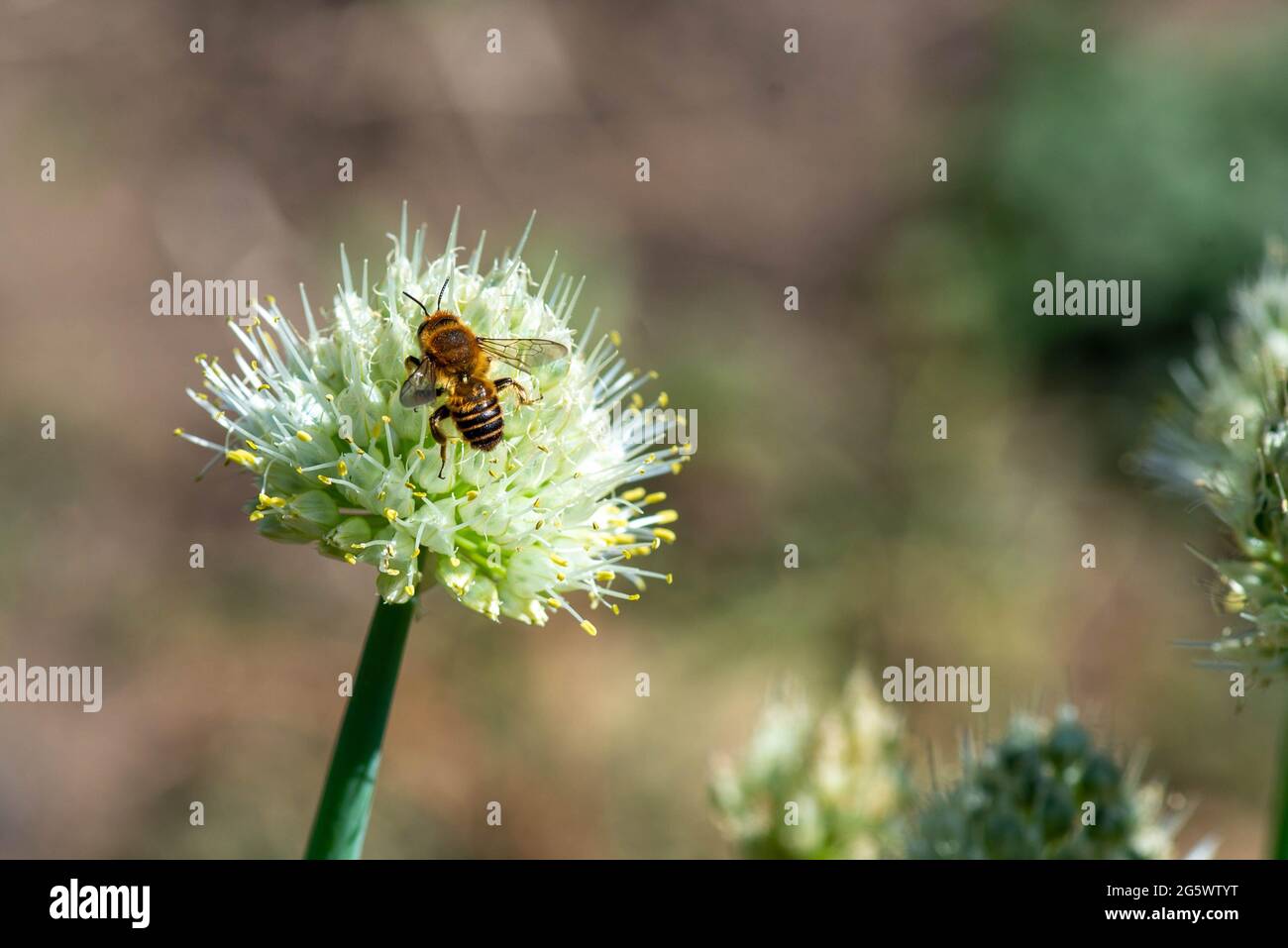 Un'ape e una cipolla di Dagestan fioriscono splendidamente Foto Stock