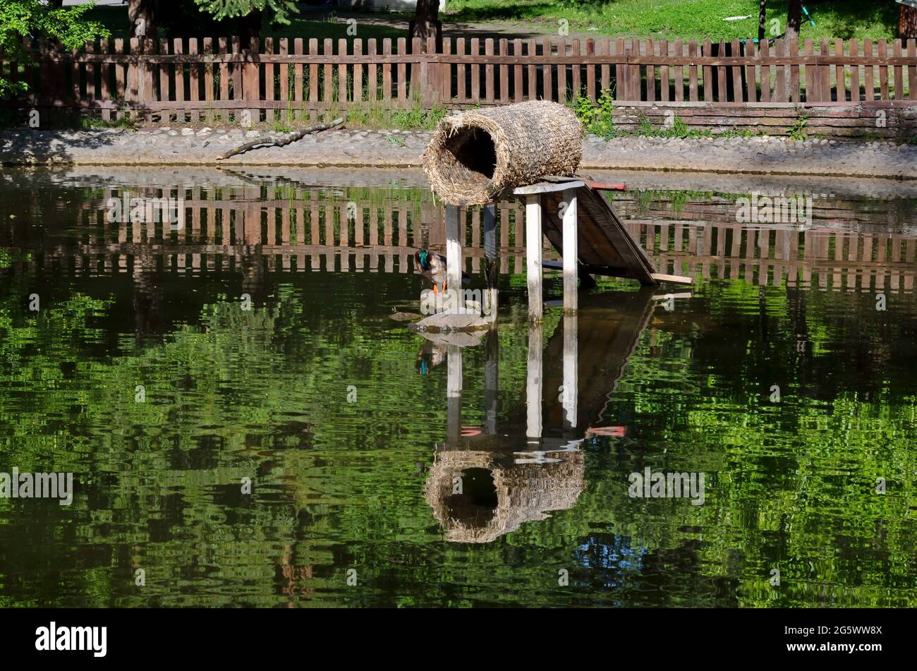 Un luogo di nidificazione per anatre costruito nel lago nella città giardino, Sofia, Bulgaria Foto Stock