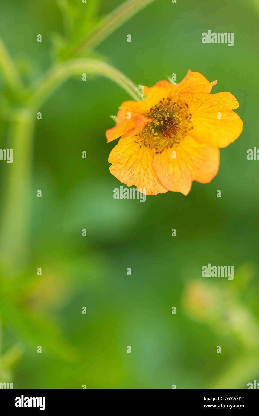 Primo piano un singolo Geum arancione chiamato totalmente Tangerine contro uno sfondo verde offuscato, fioritura estiva nel Regno Unito Foto Stock