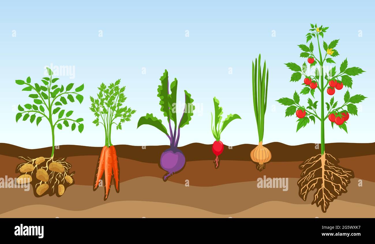 Vegetali nel suolo. Coltivare piante di fattoria, patata, pomodoro, cipolla, rafano, barbabietola e carota. Verdure cartoon con radici in insieme vettoriale macinato Illustrazione Vettoriale