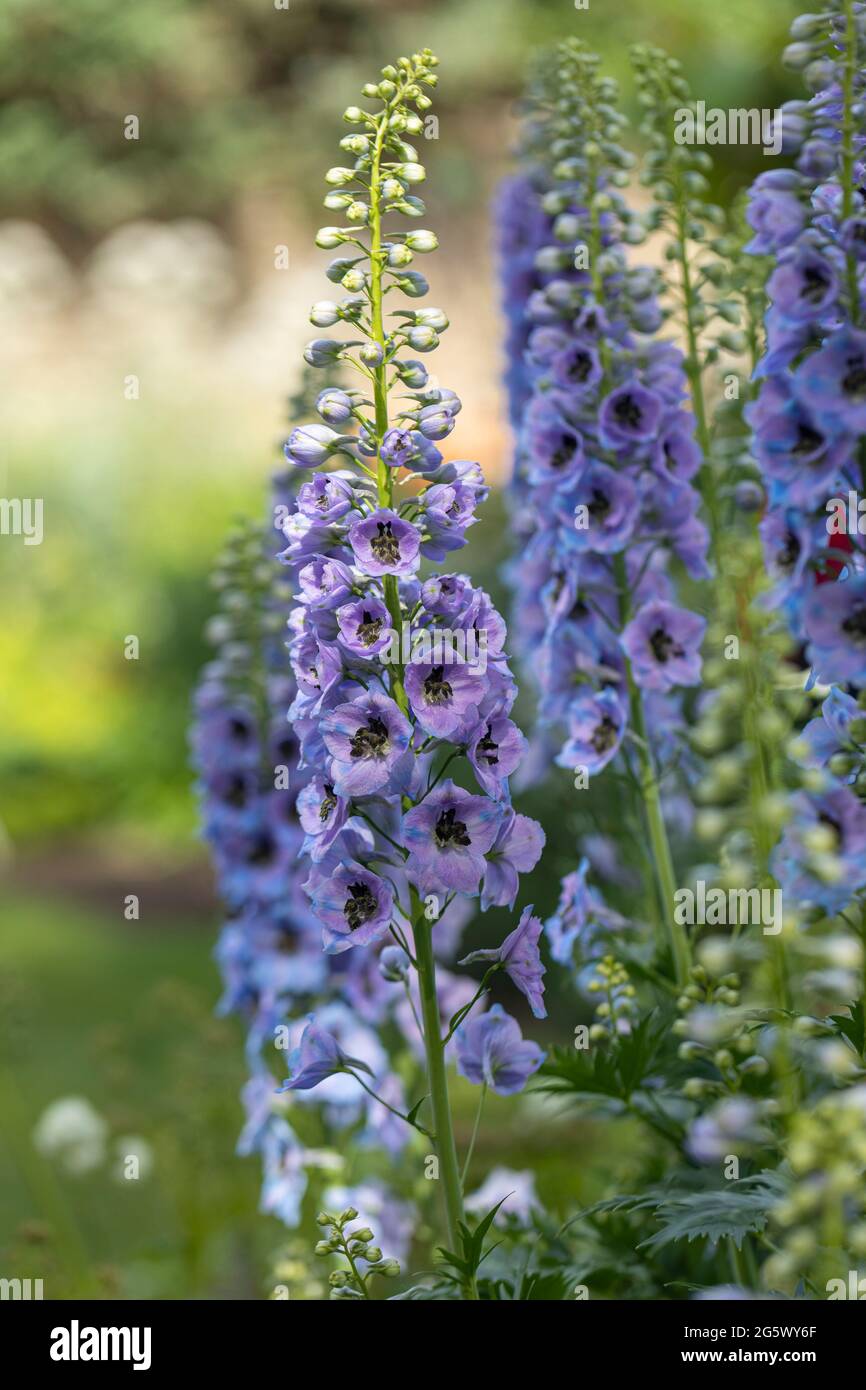 Primo piano di bellissimi delfinio blu, una pianta giardino cottage fioritura in un confine inglese estivo, Inghilterra, Regno Unito Foto Stock