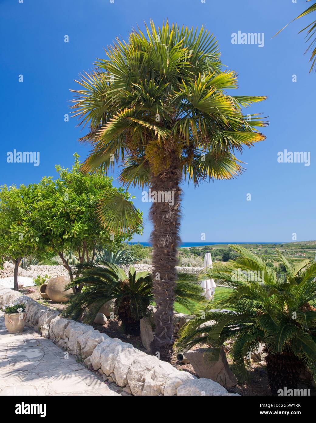 Noto, Siracusa, Sicilia, Italia. Torreggiante palma nei giardini della Corte del Sole, un'ex masseria del XIX secolo, ora un hotel boutique. Foto Stock